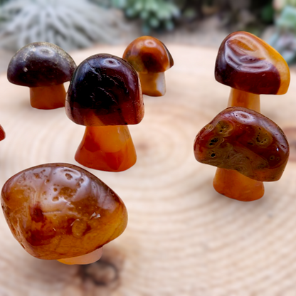 Red Agate Mushroom
