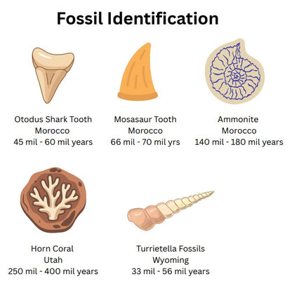 Dig Your Own Fossil Kits